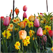 <notranslate>un Lot De Bulbes De Fleurs Tulipes Et Narcisses/Jonquilles D’Hollande</notranslate>