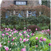 <notranslate>un Lot De Bulbes De Fleurs Tulipes D’Hollande</notranslate>