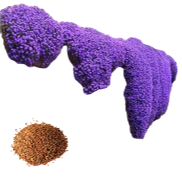 <notranslate>un Sac De 500 Graines De Cresson Violet</notranslate>