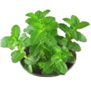 <notranslate>un Lot De 30 Graines De Menthe Verte</notranslate>
