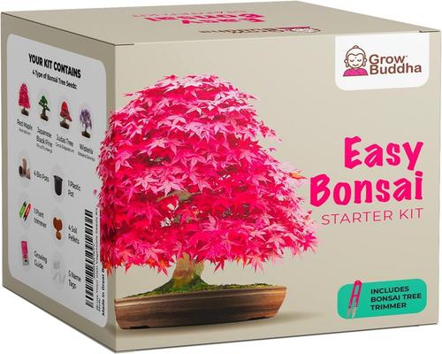ein Kit zum Züchten Ihres eigenen Bonsai