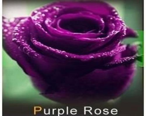 un Lot De 20 Graines De Rose Couleur Violet