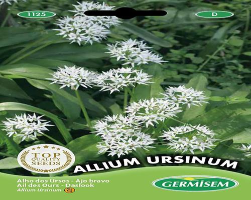 un Lot De Graines D'Ail Des Ours Allium Ursinum