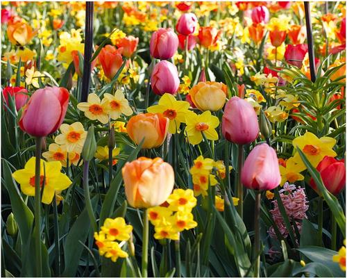 un Lot De Bulbes De Fleurs Tulipes Et Narcisses/Jonquilles D’Hollande