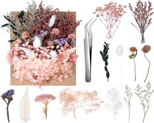 un Lot De Fleurs Séchées Naturelles Aurorayer