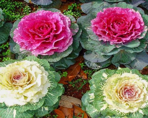 Ornamental Cabbage Protection