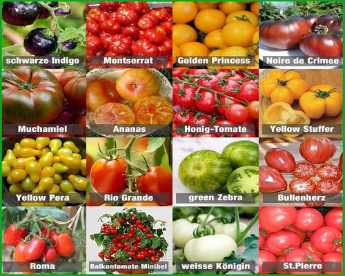 un Set De 16 Variétés De Graines De Tomates