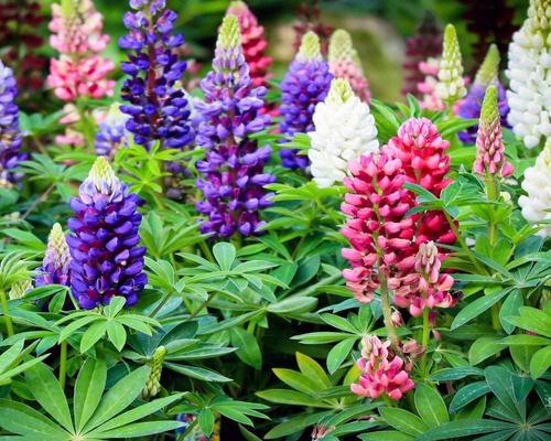 Lupine Protection