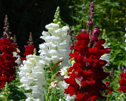 a Bag of Snapdragon Seeds