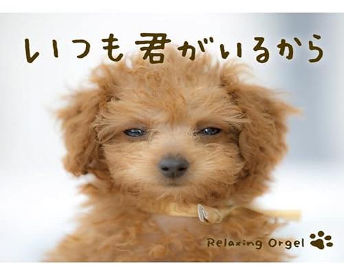 <notranslate>Cd Α波オルゴール/いつも君がいるから ヒーリング</notranslate