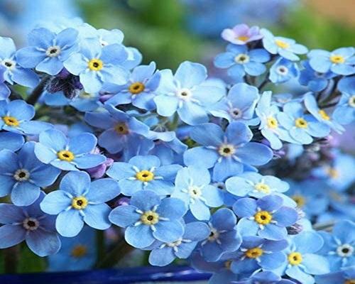 Muitas 500 sementes de Myosotis Chting