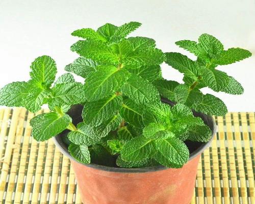 <notranslate>A Lot of 30 Green Mint Seeds</notranslate>
