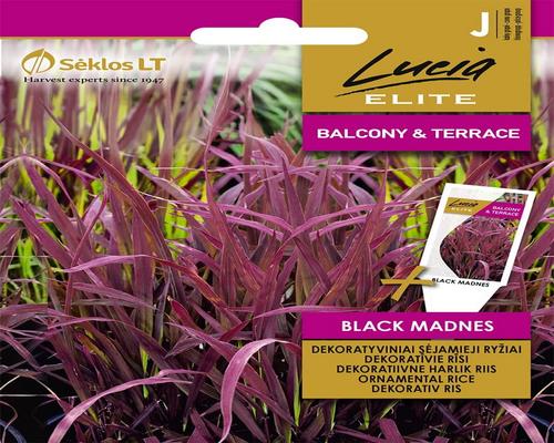 A Packet of Black Madnes Lucia Elite Ornamental Rice Seeds