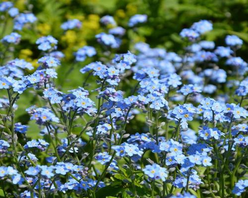 Πολλοί σπόροι Forget-me-not