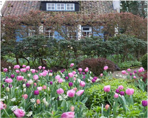 Muitos bulbos de flores de tulipa holandesa