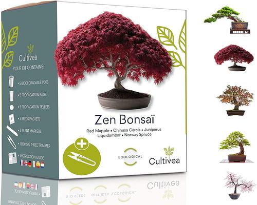 a Mini Ready-to-Grow Bonsai Kit Cultivea